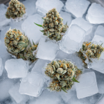 Cannabis flower buds in a metal bowl filled with ice cubes, beginning the process of making solventless bubble hash for melt extraction.