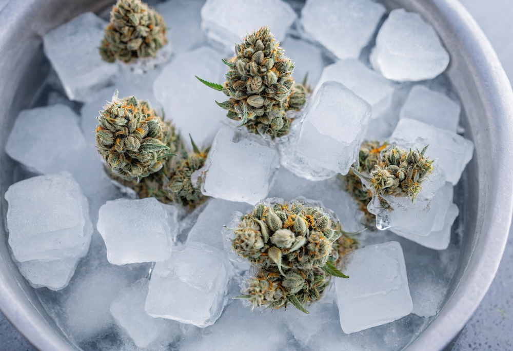 Cannabis flower buds in a metal bowl filled with ice cubes, beginning the process of making solventless bubble hash for melt extraction.